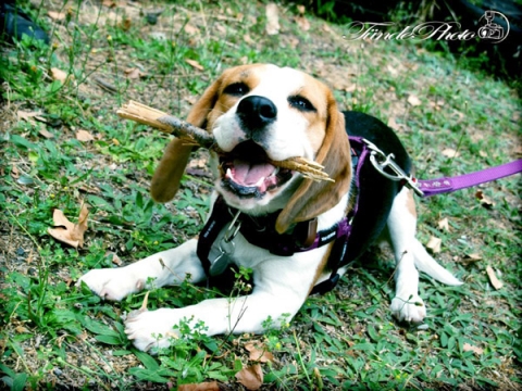 beagle, bol-dog, lombik kutya