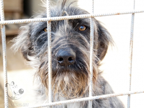 Egyedülálló program indult a menhelyi kutyák ivartalanításáért Magyarországon